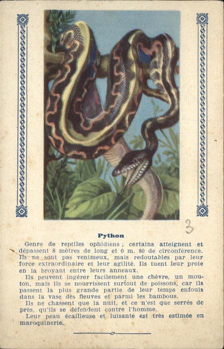 Schlangen Lippe NRW Python