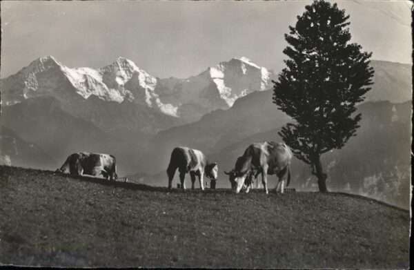 Kuehe Alpweide Eiger Mönch Jungfrau