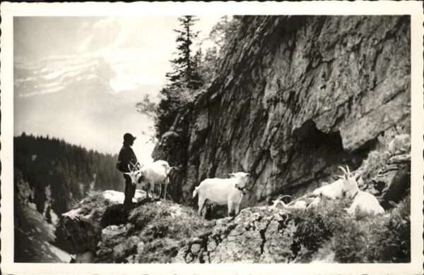 Hirte Ziegen Leysin