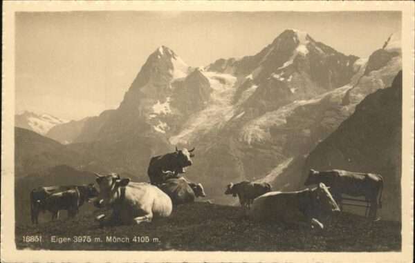 Kuehe Eiger Mönch Jungfrau