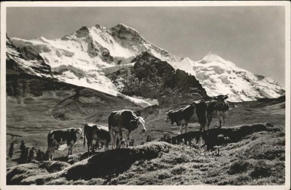 Kuehe Kleine Scheidegg Jungfrau