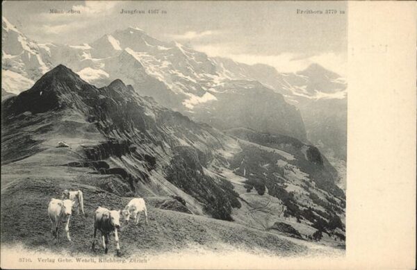 Kuehe Männlichen Jungfrau Breithorn