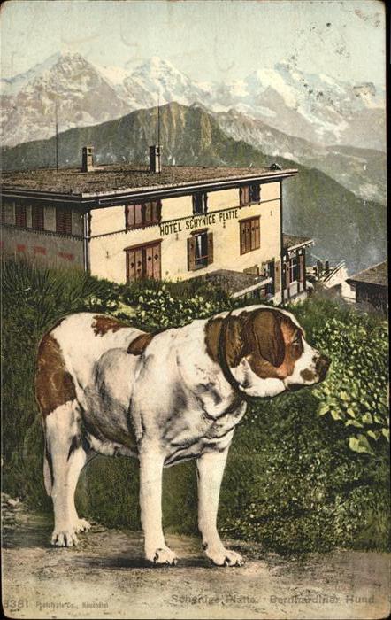 Hunde Bernhardiner Hotel Schynige Platte