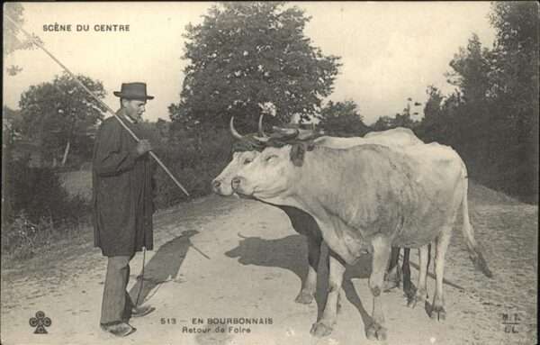 Bourbonnais Kühe
