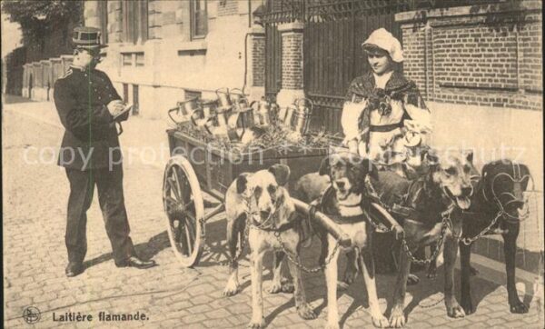 Hundekarren Laitiere flamande