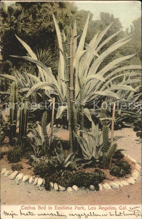 Los Angeles California Cactus Bed in Eastlake Park