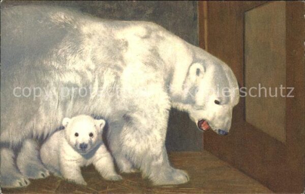 Baeren Eisbär Polarbär