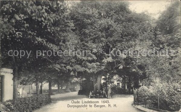 Bergen aan Zee Oude Lindeboom Alter Baum Linde
