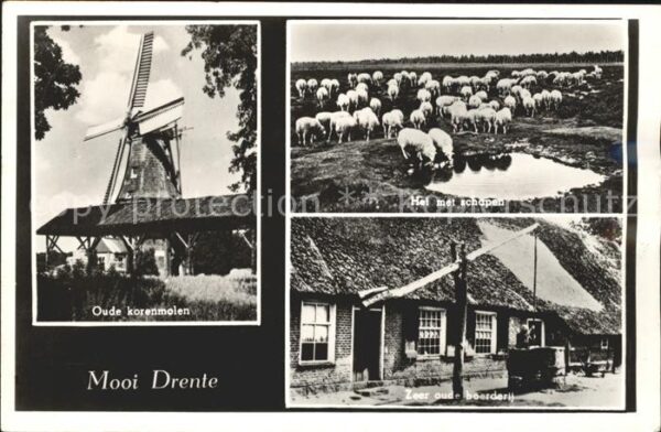 Hoogeveen Oude korenmolen Schapen Zeer oud beerde