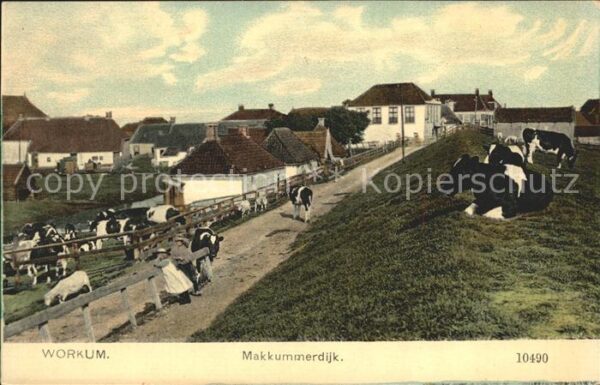 Workum Makkummerdijk Kühe