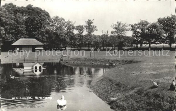 Westerbork Hertenkamp Ententeich