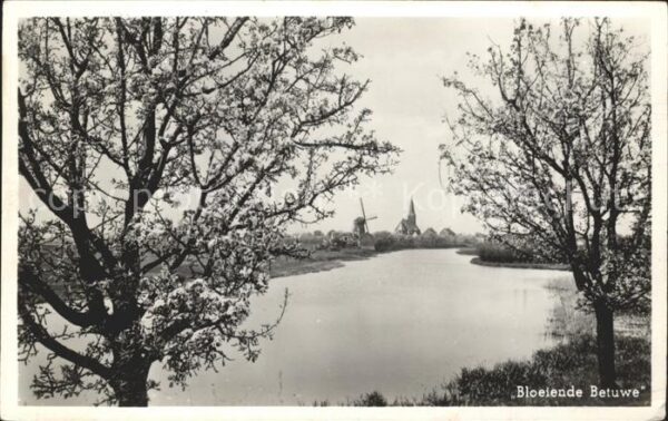 Tiel Bloeiende Betuwe Baumblüte Windmühle Ki