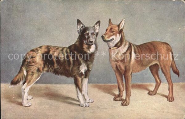 Hunde