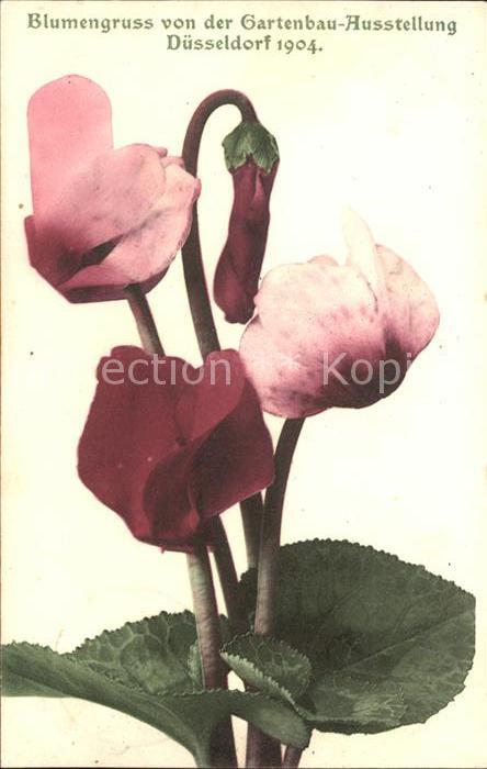 Gartenbauaustellung Düsseldorf 1904 Alpenveilchen