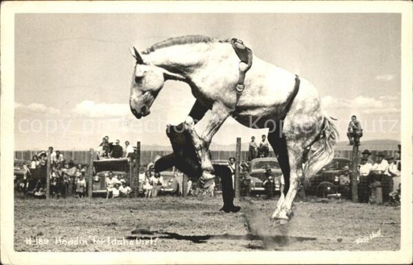 Pferde Headin for Idaho Dirt