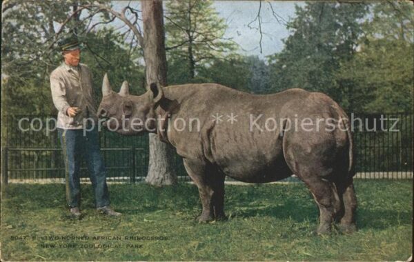 Nashorn African Rhinoceros New York Zoological
