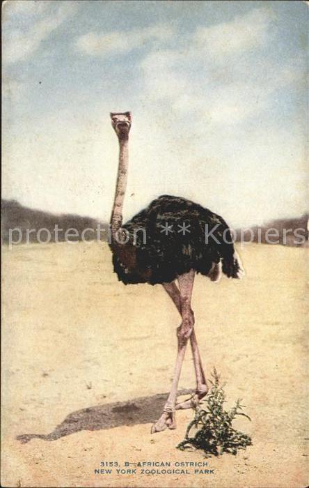 Voegel African Ostrich New York Zoological Par