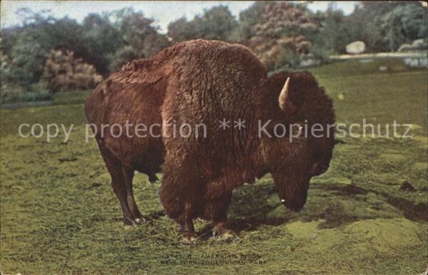 Tiere American Bison New York Zoological Park