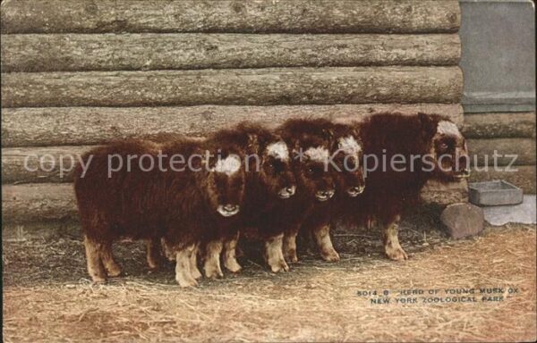 Tiere Moschusochse Young Muskox New York Zool