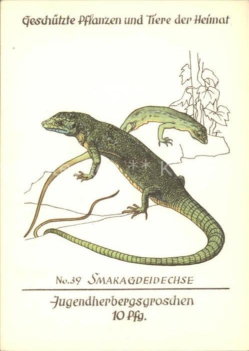 Tiere Smaragdeidechse Nr. 39 Jugendherbergswe