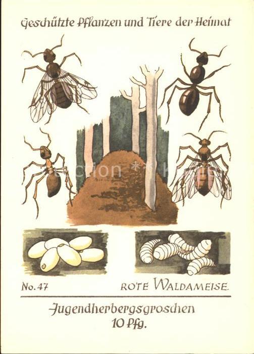 Insekten Rote Waldameise Nr. 47 Jugendherbergswe