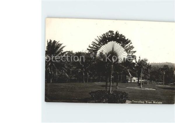 Malaya Malaysia Travelling Tree