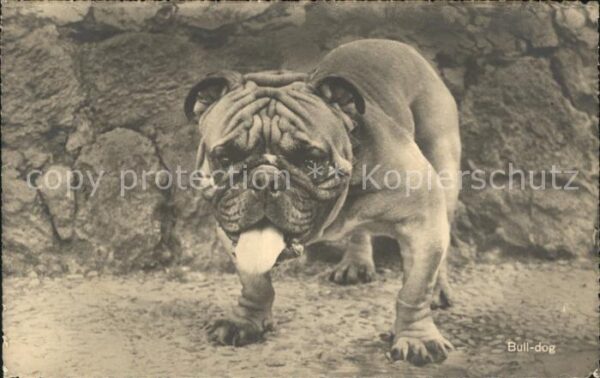 Hunde Bull-dog