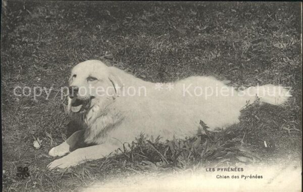 Hunde Chien des Pyrenees
