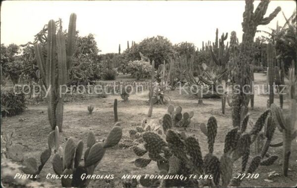 Kakteen Pirtle Cactus Gardens Texas