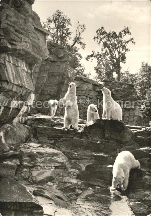 Eisbaer Freianlage Tierpark Berlin