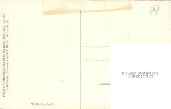 Hoffmann Heinrich Weidende Herde Schwarzwald Kühe – Bild 2