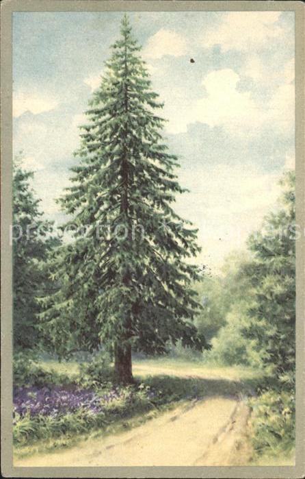 Baeume Trees Tanne