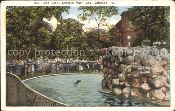 Seehunde Robben Sea Lion Lincoln Park Zoo Chicago