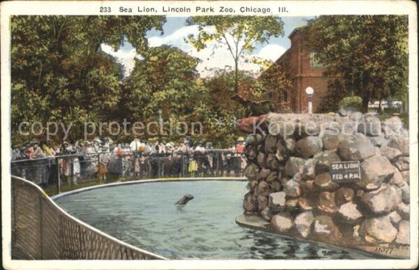 Seehunde Robben Sea Lion Lincoln Park Zoo Chicago