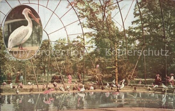Zoo Flying Cage New York Zoological Park Pe