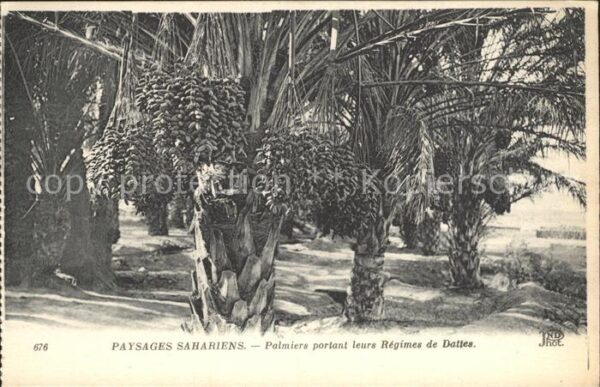 Palmen Palmiers portant leurs Regimes de Datte