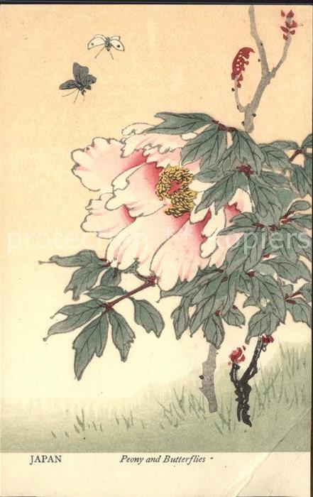 Schmetterlinge Peony and Butterflies Japan Pfingstrose