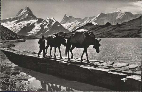 Bachalpsee Faulhornpost Pferde