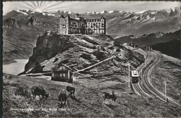 Rigi Kulm Kühe