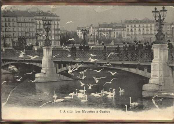 Geneve GE Brücke Schwäne Les Mouettes