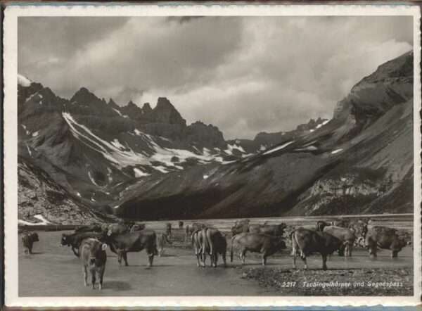 Tschingelhorn Segnespass Kühe