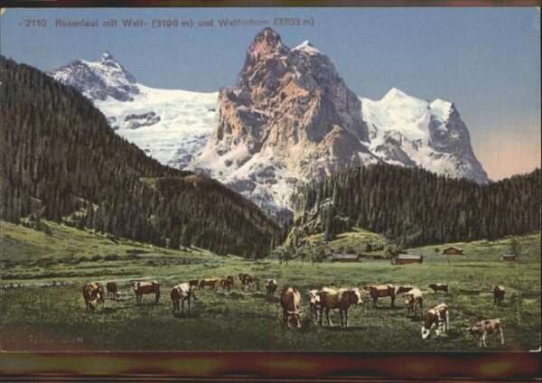 Rosenlaui BE Wetterhorn Kühe