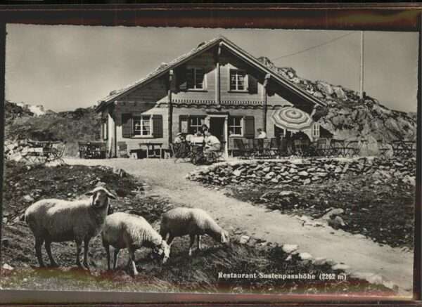 Sustenpass Restaurant Sustenpasshöhe Schafe