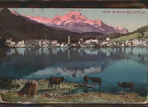 St Moritz GR St Moritzersee Kühe Piz Della Margna Gr