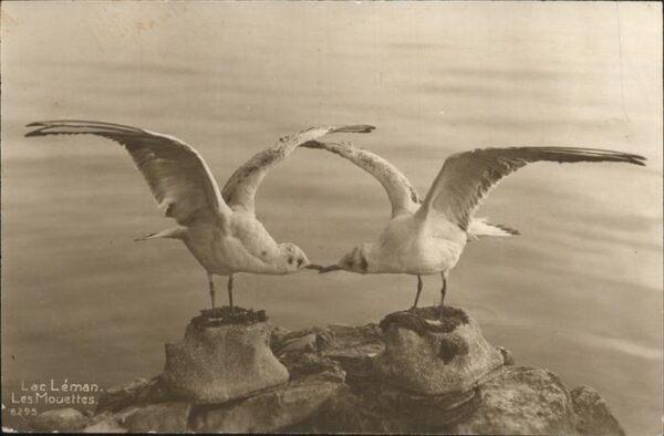 Voegel Möwen Lac Leman Mouettes