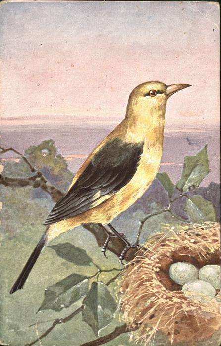 Voegel Goldamsel