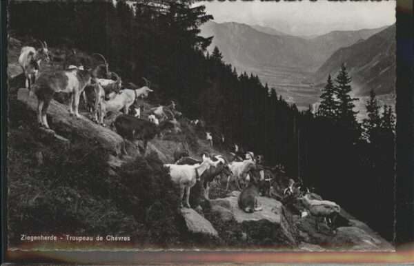 Ziege Herde Saanen Bern