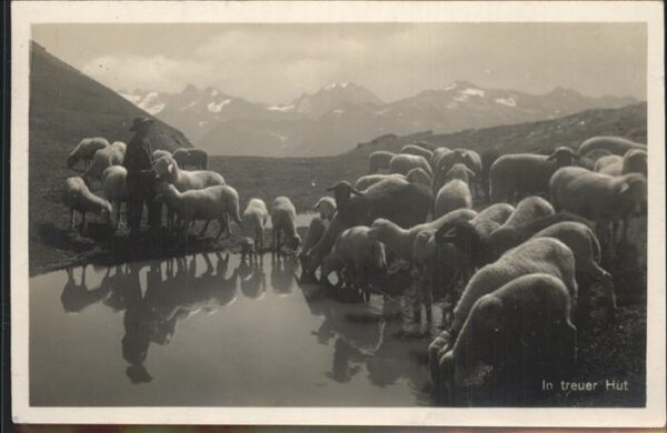 Hirte Schafe Brienz