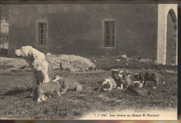 Hunde Grand St Bernard