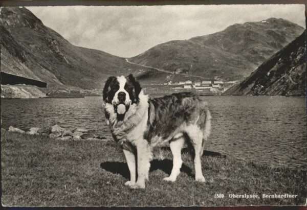 Hunde Bernhardiner Oberalpsee